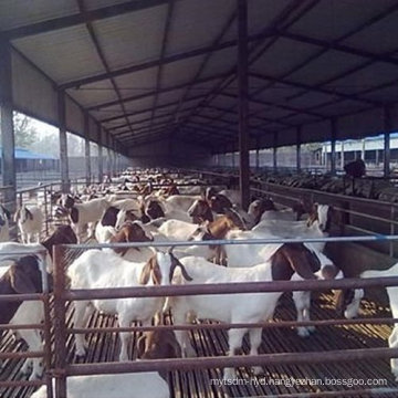 Steel Sheep Farm Agricultural Building